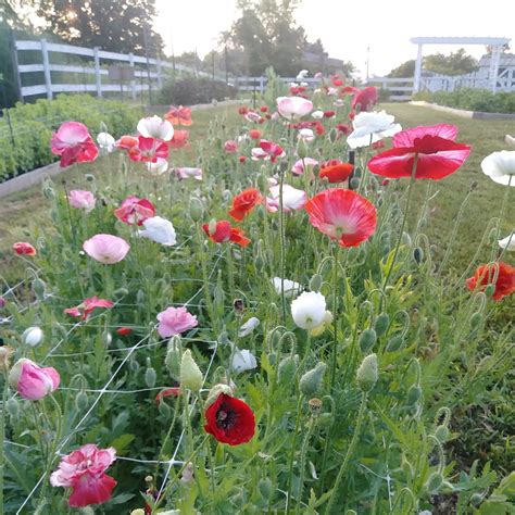 How To Grow Poppies — Three Acre Farm