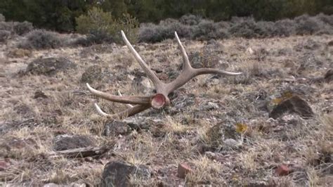 Big Mule Deer And The World Record Bull Elk The Spider By Kolten B