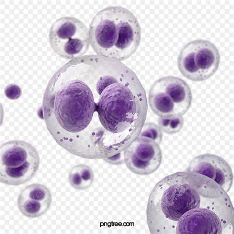 Cell 3d Images Purple Cell Division 3d Element Violet Cells Nuclei