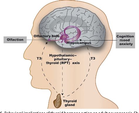 Figure 2 From Thyroid Hormone Regulation Of Adult Neurogenesis