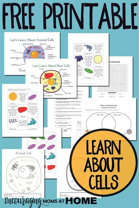 Video comparing plant and animal cells. Plant and Animal Cell Printables Grades 4-6 | Science ...