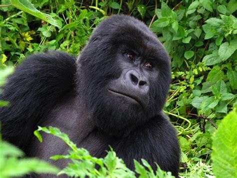 Ruanda Trekking Na Montanha Dos Gorilas