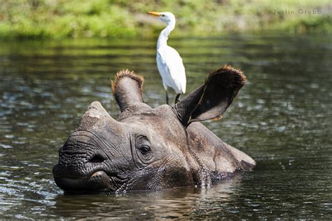 Greater One Horned Rhino White Oak Conservation