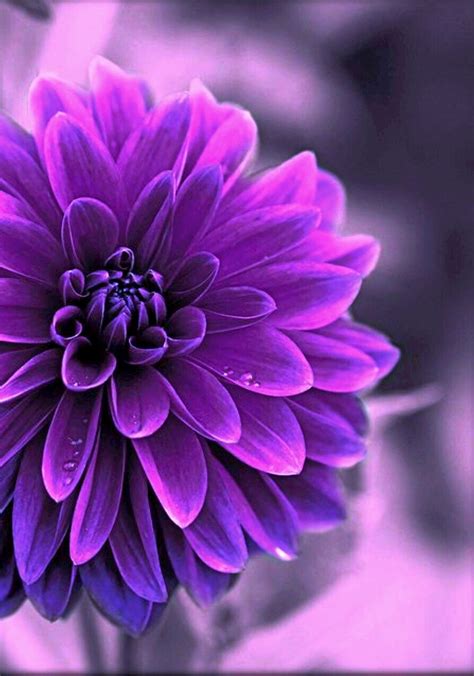 Pin By Mary Helen On Beautifulllll Purple Garden Flower Wallpaper