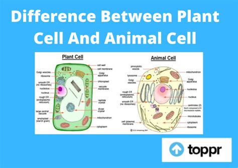 Difference Between Plant Cell And Animal Cell With Comparison Chart