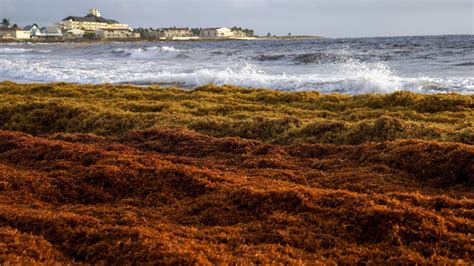 Record Breaking Amount Of Sargassum Seaweed Makes Its Way To Florida