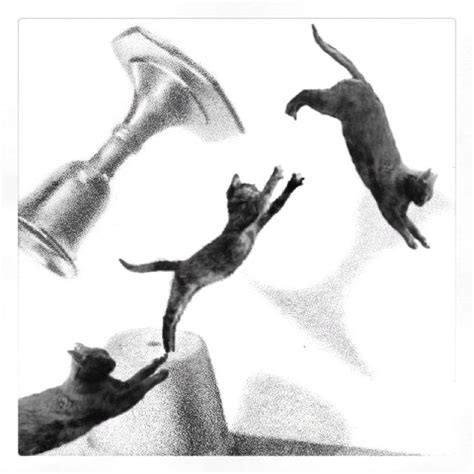 Cats Flying Still Life Gymnasts Leaping Artistic Art Dance Meow Flying