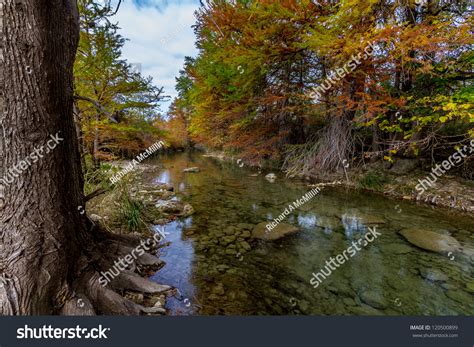 Bald Cypress Trees Stunning Fall Color Stock Photo 120500899 Shutterstock
