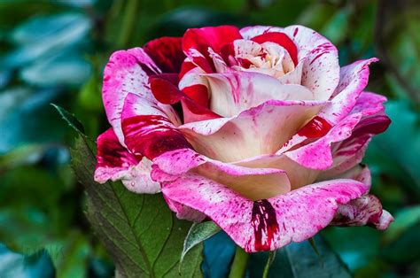 71 Best Images About Striped Roses On Pinterest Beautiful Flowers