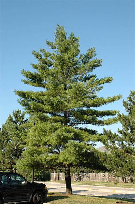 White Pine Pinus Strobus In Milwaukee Brookfield Waukesha New Berlin