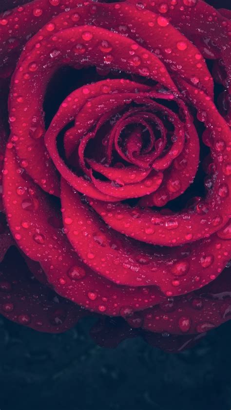 1080x1920 Rose Drops Dew Flowers Petal Hd 5k For Iphone 6 7 8