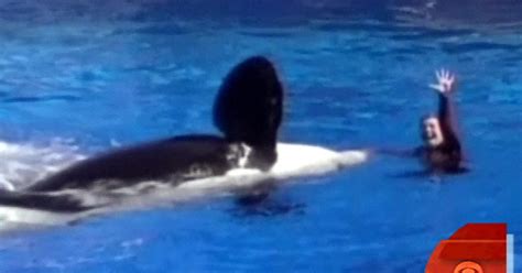 Killer Whale Grabs Drowns Trainer Videos Cbs News