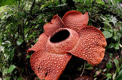 A Beautiful Rafflesia Arnoldii Bloom In The Tropical Rainforest Of