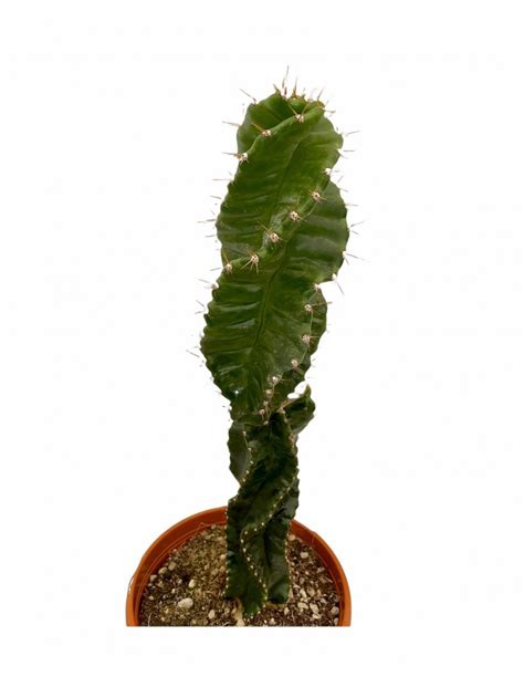 Cereus Forbesii Plant For Sale Succulent Plantsmondo Piante