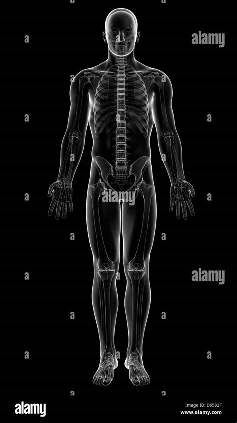 Male Anatomy Artwork Stock Photo Alamy