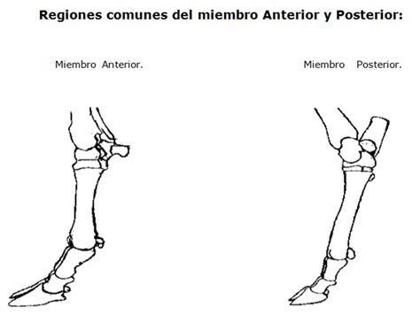 Bovinos De Carne Razasanatomía Topográficanomenclatura Y Sistemas De