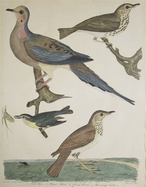 Hand Colored Engraving From The Birds Plate Turtle Dove