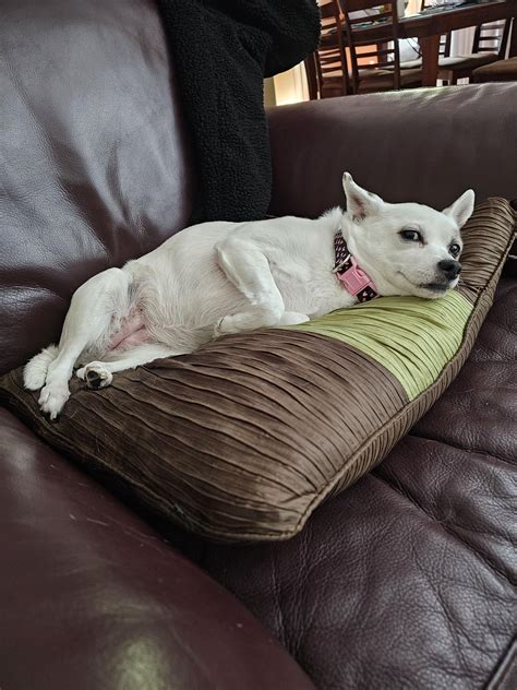 Pee'd on the carpet, then proceeded to get comfy like nothing's wrong