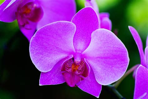 Flower Meanings Orchid Symbolism On Whats Your Sign