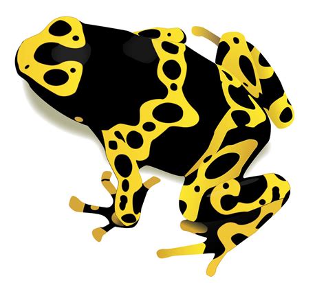 Poison Dart Frog Vector Vector Image Of Dart Poison Frog Flickr