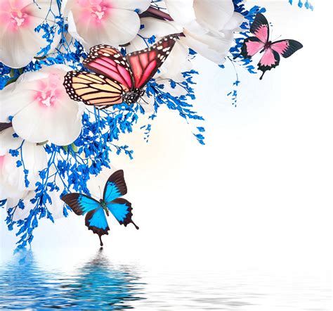 Butterfly On A Tulip Wallpapers 84 Wallpapers Hd