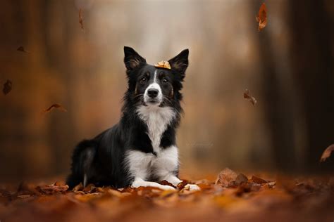 Animal Border Collie Hd Wallpaper