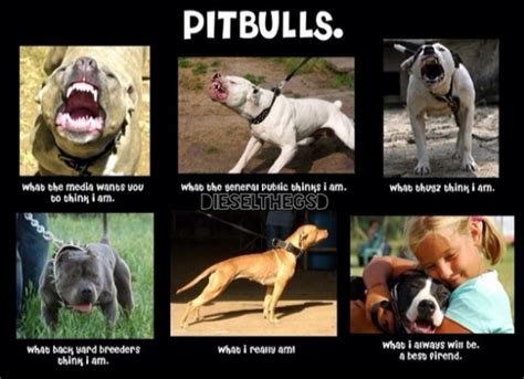 Funny Pitbull Memes
