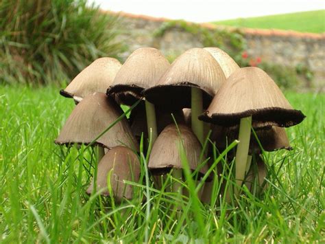 The Wandering Mushroom Stuffed Mushrooms Food Picture