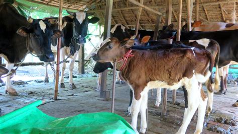 Myanmars Dairy Farmers Benefit From Cattle Breeding Programme Using Nuclear Based Techniques Iaea