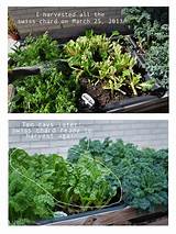 How To Harvest Swiss Chard From Garden Images