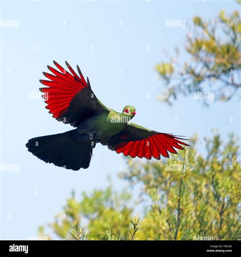 Knysna Turaco Knysna Lourie Tauraco Corythaix In Flight South