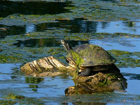 Florida Pond 30 Slider Turtle Covered In Pond Algie Jim Mullhaupt