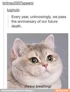 Find and save happy anniversary memes | from instagram, facebook, tumblr, twitter & more. 1000+ images about Heavy breathing cat on Pinterest ...