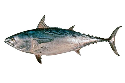 View 800 x 639 jpeg. Euthynnus affinis (Mackerel tuna) (Thynnus affinis)