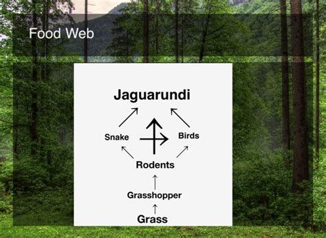 Jaguarundi By Jeremey Yeager Screen 9 On Flowvella Presentation