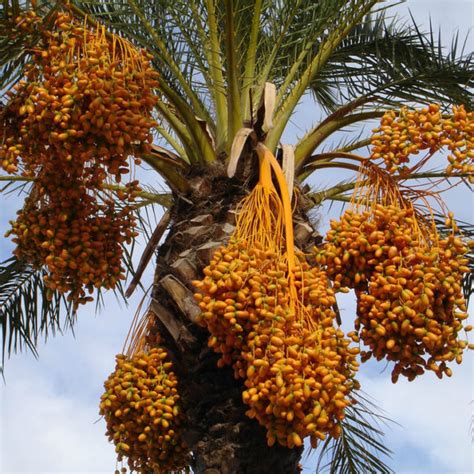 Phoenix Dactylifera Date Palm Mid Valley Trees