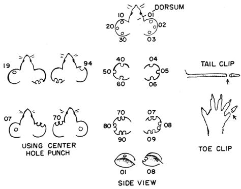 Biology Of The Laboratory Mouse Figure 3 2