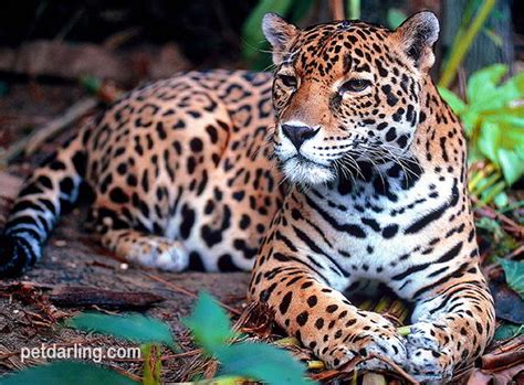 Animales De La Selva Con Imagenes Y Videos