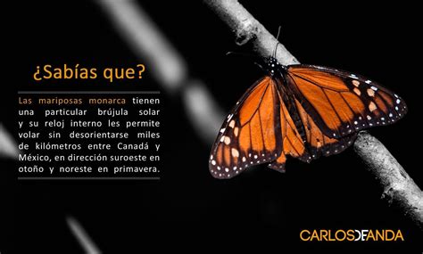 Sabías este interesante dato sobre las mariposas monarca Mariposa monarca Monarcas Mariposas