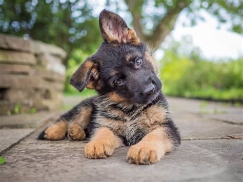 When Do German Shepherd Ears Stand Up 3 Ways To Help It