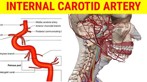 Internal Carotid Artery Segements And Branches Anatomy Medcracker