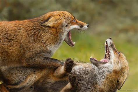 19 Fox Trotting And Fox Fighting Roeselien Raimond Nature Photography
