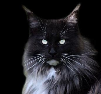 Post on our cat wanted classifieds. black maine coon cat | Maine coon