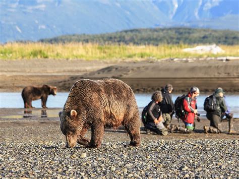 Alaska Bear Adventures Bear Viewing Day Tours Alaskaorg