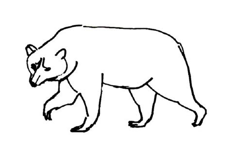 Realistic polar bear coloring pages. Bear coloring pages