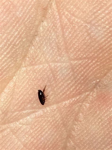 Tiny Black Jumping Bugs In Carpet My Bios