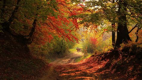 Dirt Road In The Autumn Forest Wallpapers And Images