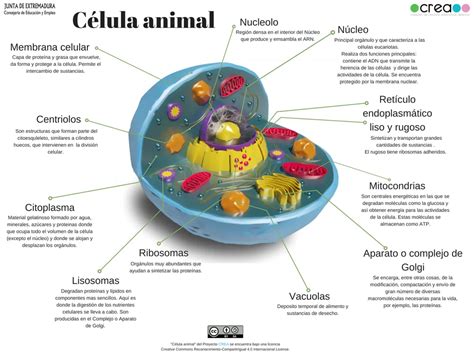 La Célula Animal Y Sus Partes