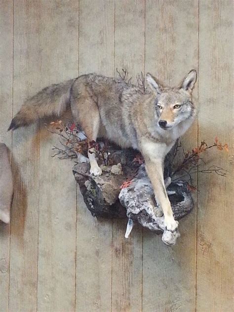 17 Best Coyote Mounts Images On Pinterest Taxidermy Coyotes And Deer