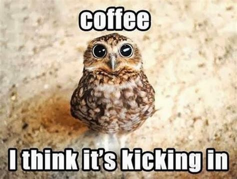 Owl Memes 14 Pics Funnyfoto Funny Animal Memes Animal Memes Owl